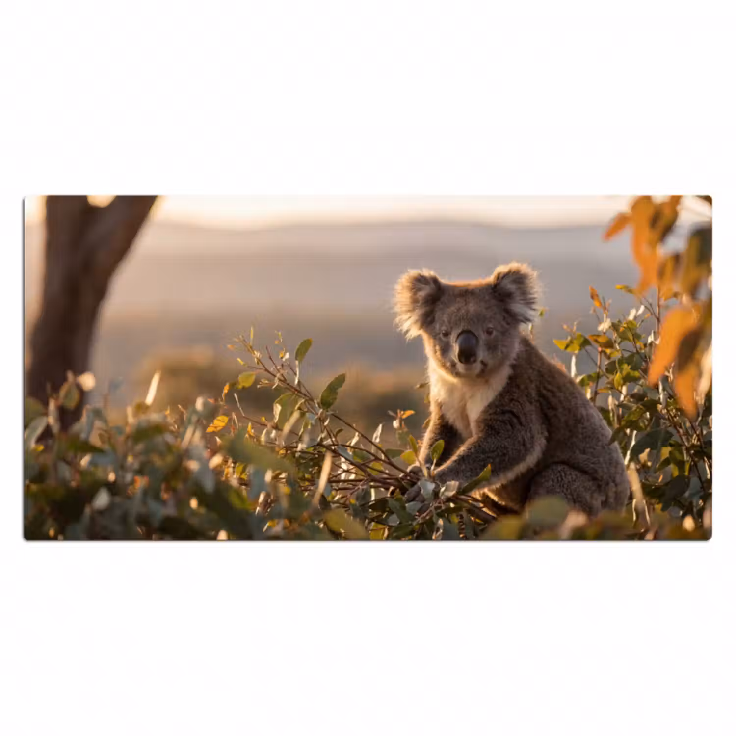 Schreibtischunterlage - Koala - Blätter - Morgenlicht