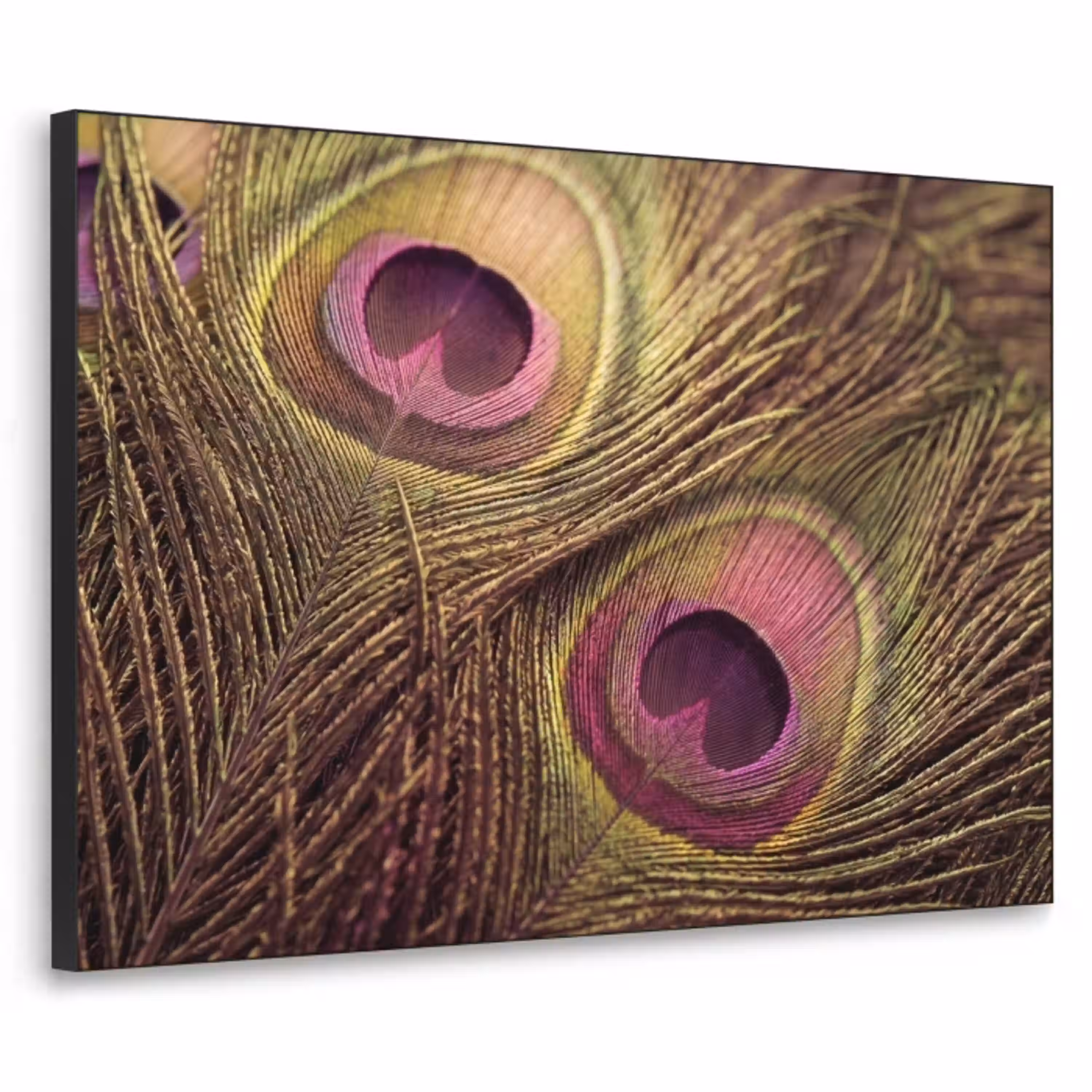 Pauw - Veren - Paars - Groen Textielframe zwart klein -3d