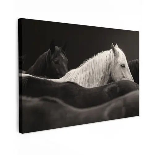 Paarden - Zwart - Wit - Kudde Tuinposter op houten frame 2 cm dik klein -3d