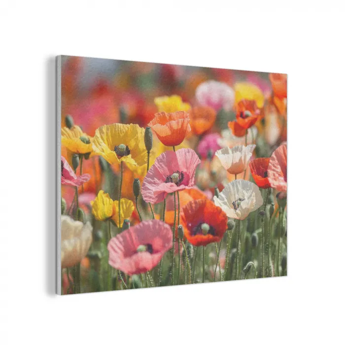 Bloemenveld - Klaprozen - Kleurrijk PET vilt klein -3d