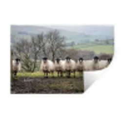 Schapen - Rij - Weide - Dieren - Platteland Muursticker klein -3d