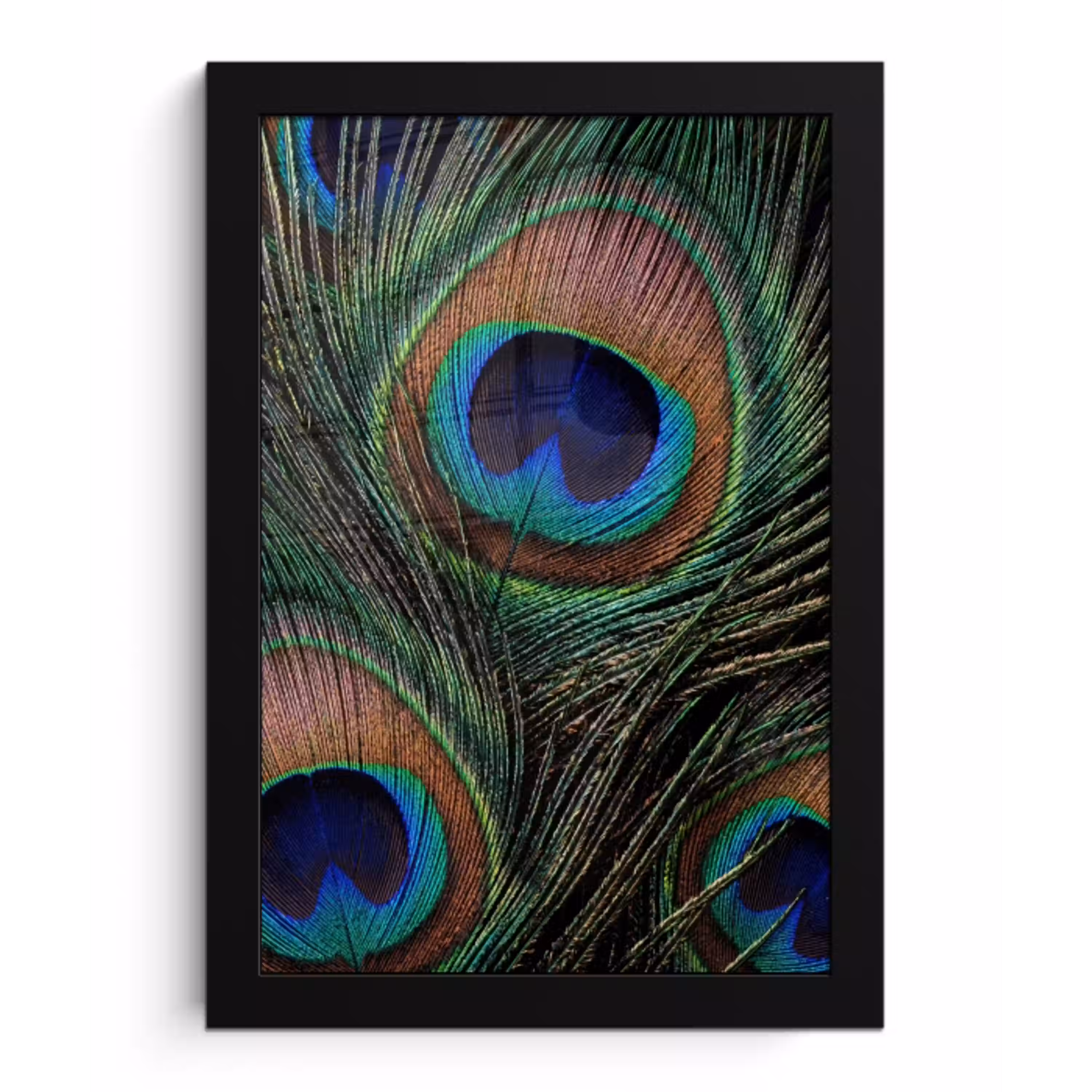 Pauwenveren - Klassiek - Groen fotolijst zwart zonder passe partout klein -3d