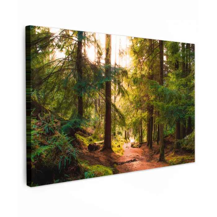 Bos - Pad - Bomen - Groen - Zon - Natuur Tuinposter op houten frame 2 cm dik klein -3d