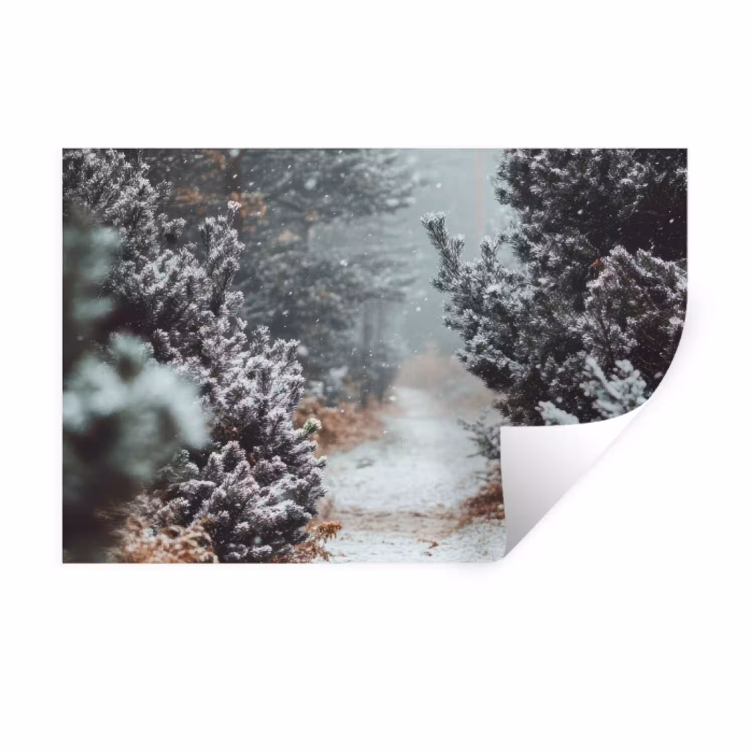 Bos - Winter - Bomen - Natuur - Pad - Sneeuw Muursticker klein -3d