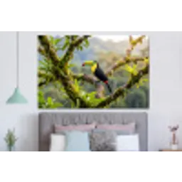 Toekan - Jungle - Natuur - Kleurrijk forex 5mm xxl -slaapkamer
