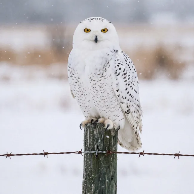Behang - Sneeuwuil - Hek - Sneeuw - Wit