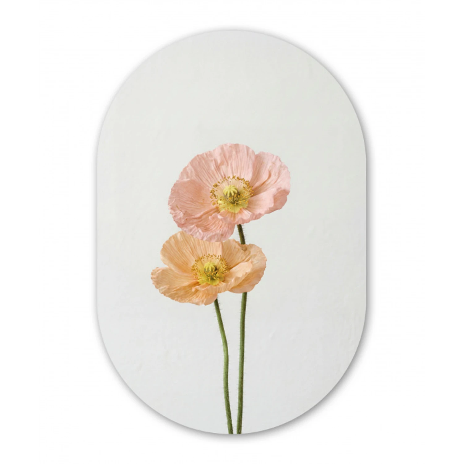Papavers - Botanisch - Roze Wandcirkel Ovaal Forex klein -3d