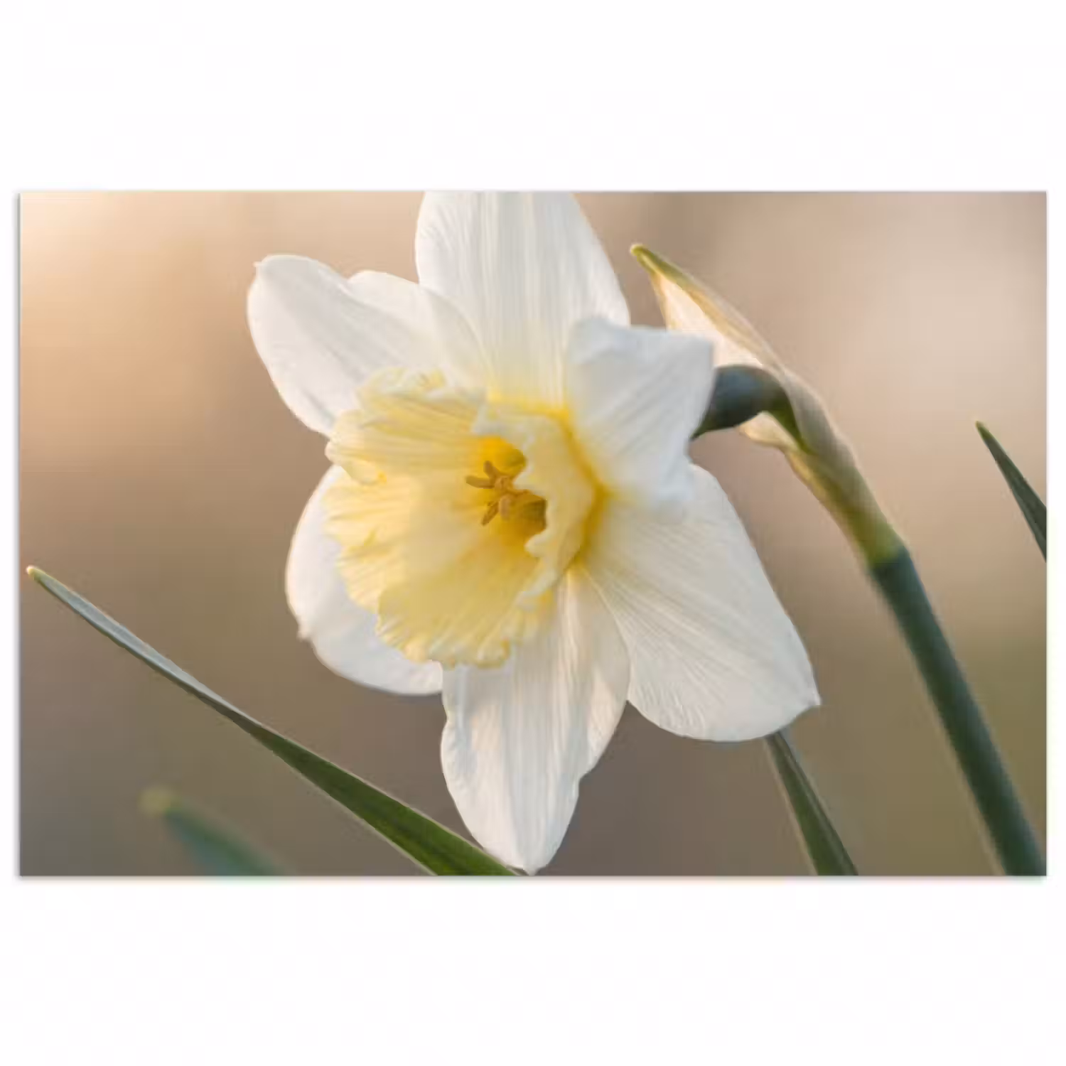 Poster - Narzisse - Blume - Minimalistisch