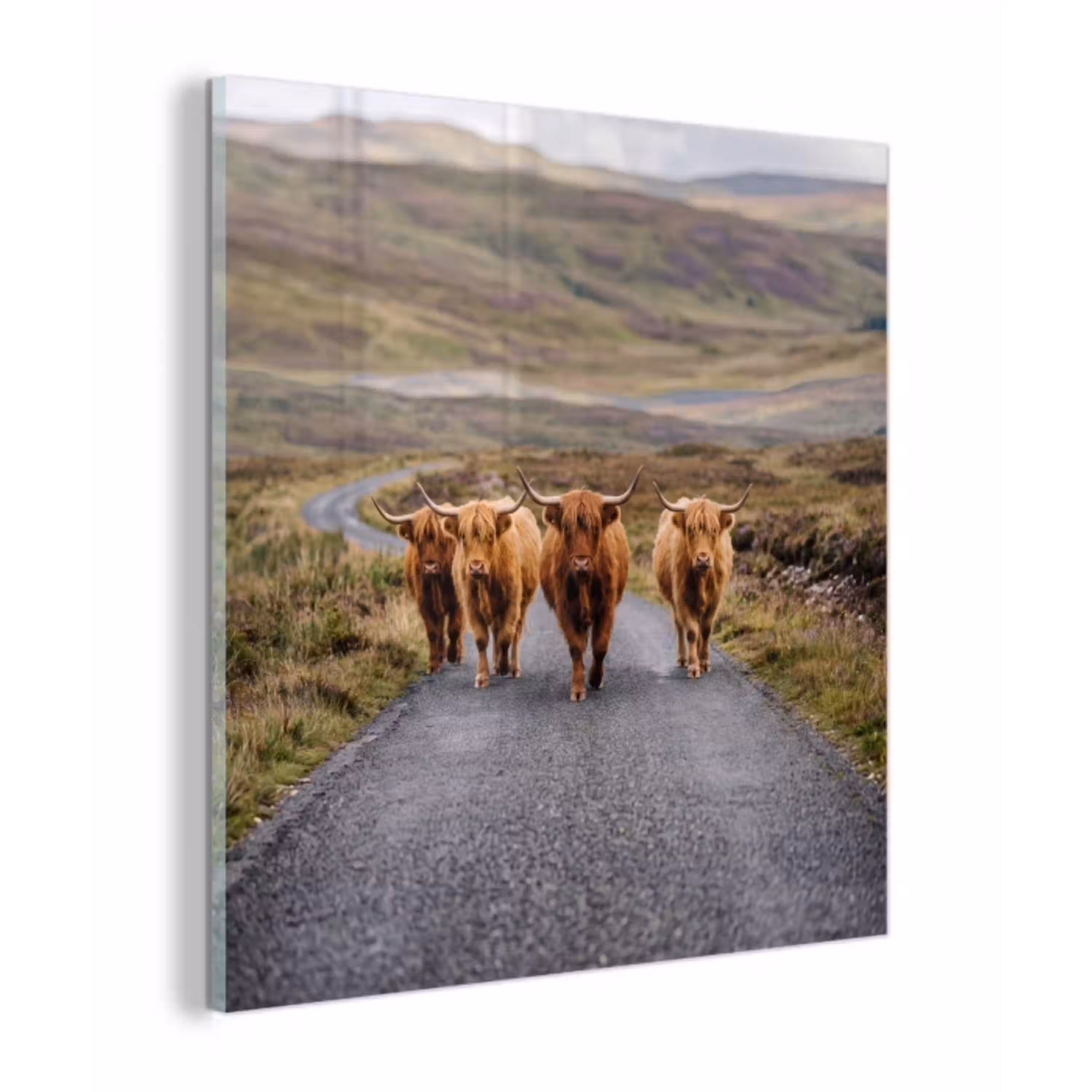 Schotse Hooglanders - Weg - Landschap - Kudde plexiglas 5mm klein -z3d