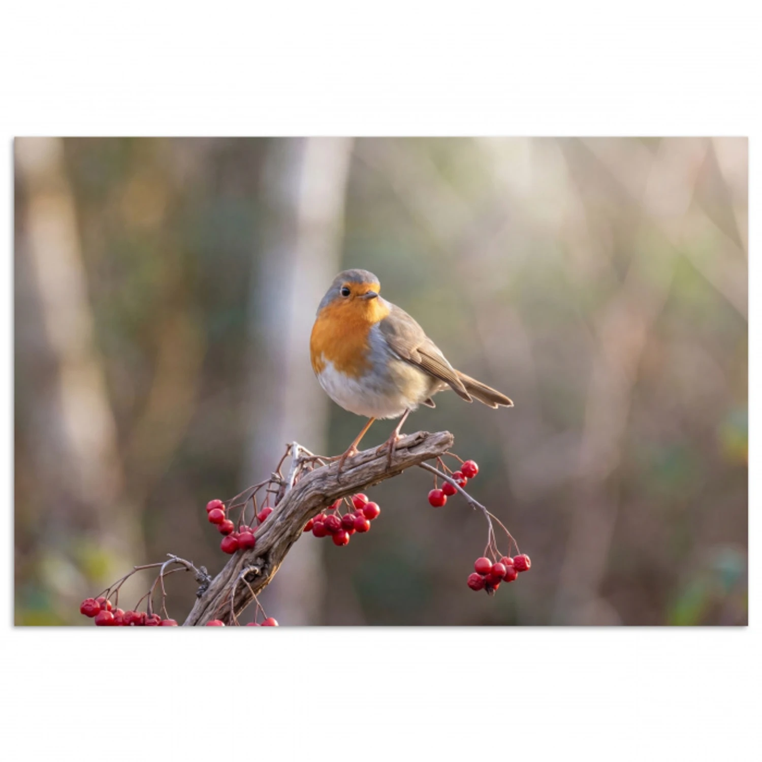 Roodborst - Tak - Bessen - Natuur poster papier klein -3d