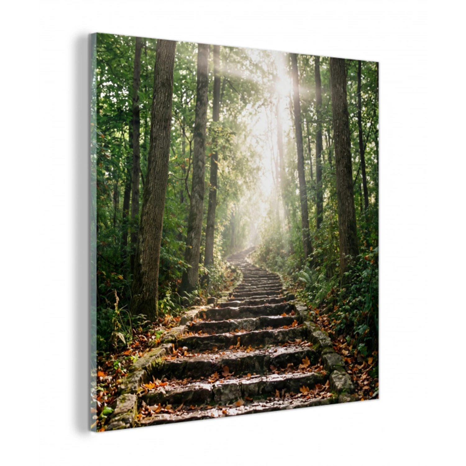 Stenen - Trap - Bos - Natuur plexiglas 5mm klein -z3d