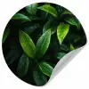 Bladeren - Regendruppels - Licht - Groen Wandcirkel behangsticker klein -3d