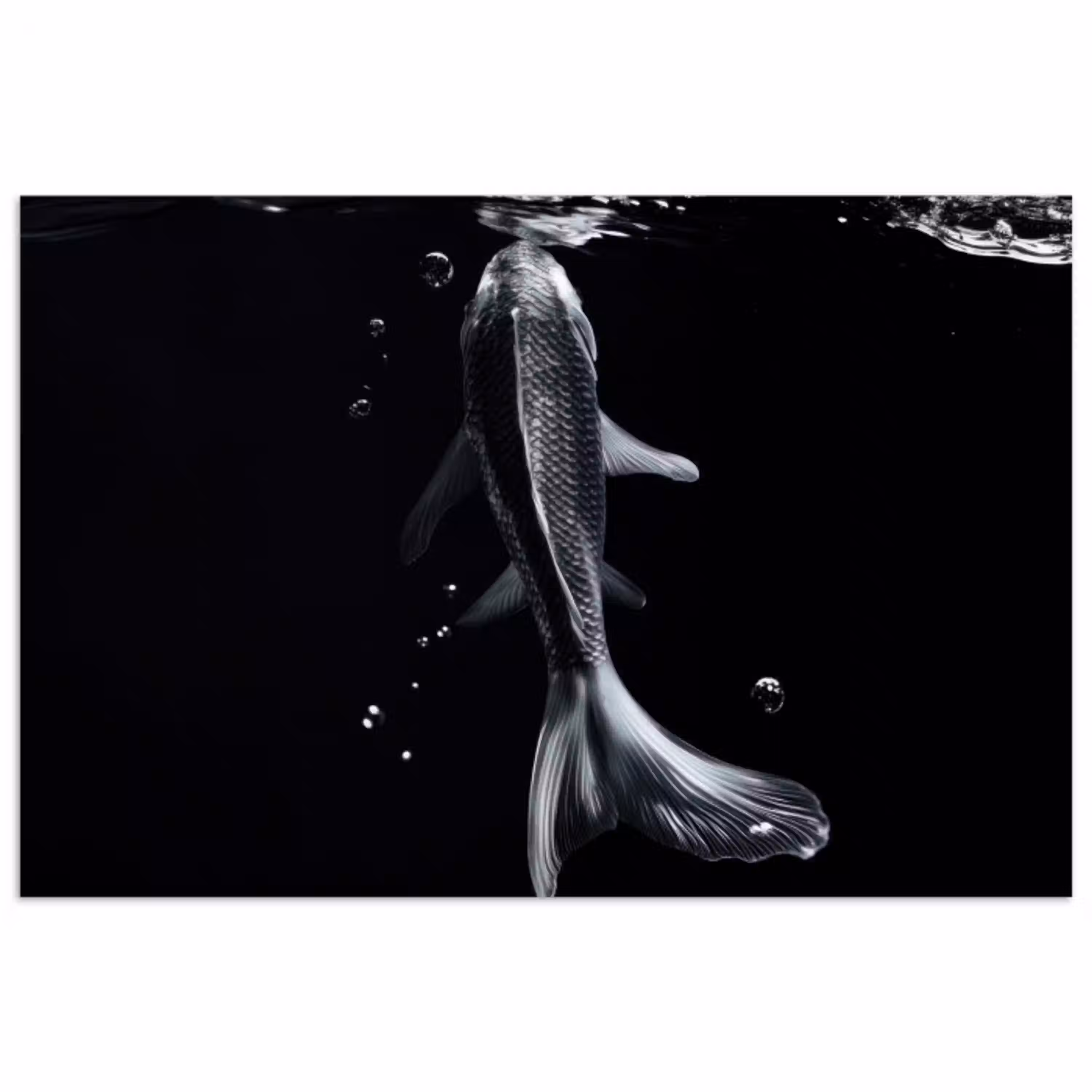 Koi - Vissen - Water - Zwart poster papier klein -3d