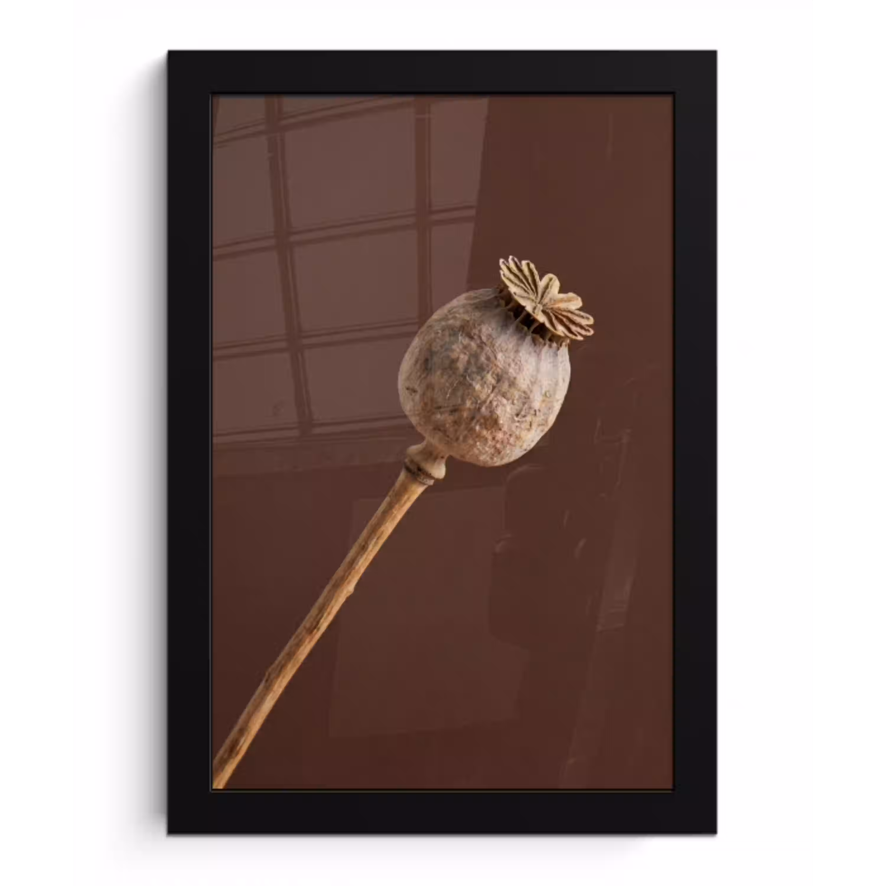 Papaverbol - Droogbloem - Bruin - Minimalistisch fotolijst zwart zonder passe partout klein -3d