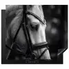 Paard - Schimmel - Portret Inductie beschermer vinyl 3mm middel -3d