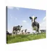 Koeien in de weide onder een heldere lucht Tuinposter op houten frame 2 cm dik klein -3d