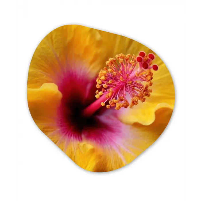Geel - Hibiscus - Tropisch Wandcirkel Organisch Forex 3mm klein -3d