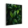 Bladeren - Regendruppels - Licht - Groen aluminium wit klein -3d