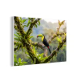 Toekan - Jungle - Natuur - Kleurrijk forex 5mm xxl -3d