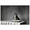 Bengaal - Kat - Tafelkleed - Zwart - Wit - Dier poster papier klein -3d