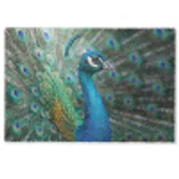 Pauw - Veren - Blauw Deurmat klein -zkaufland3d