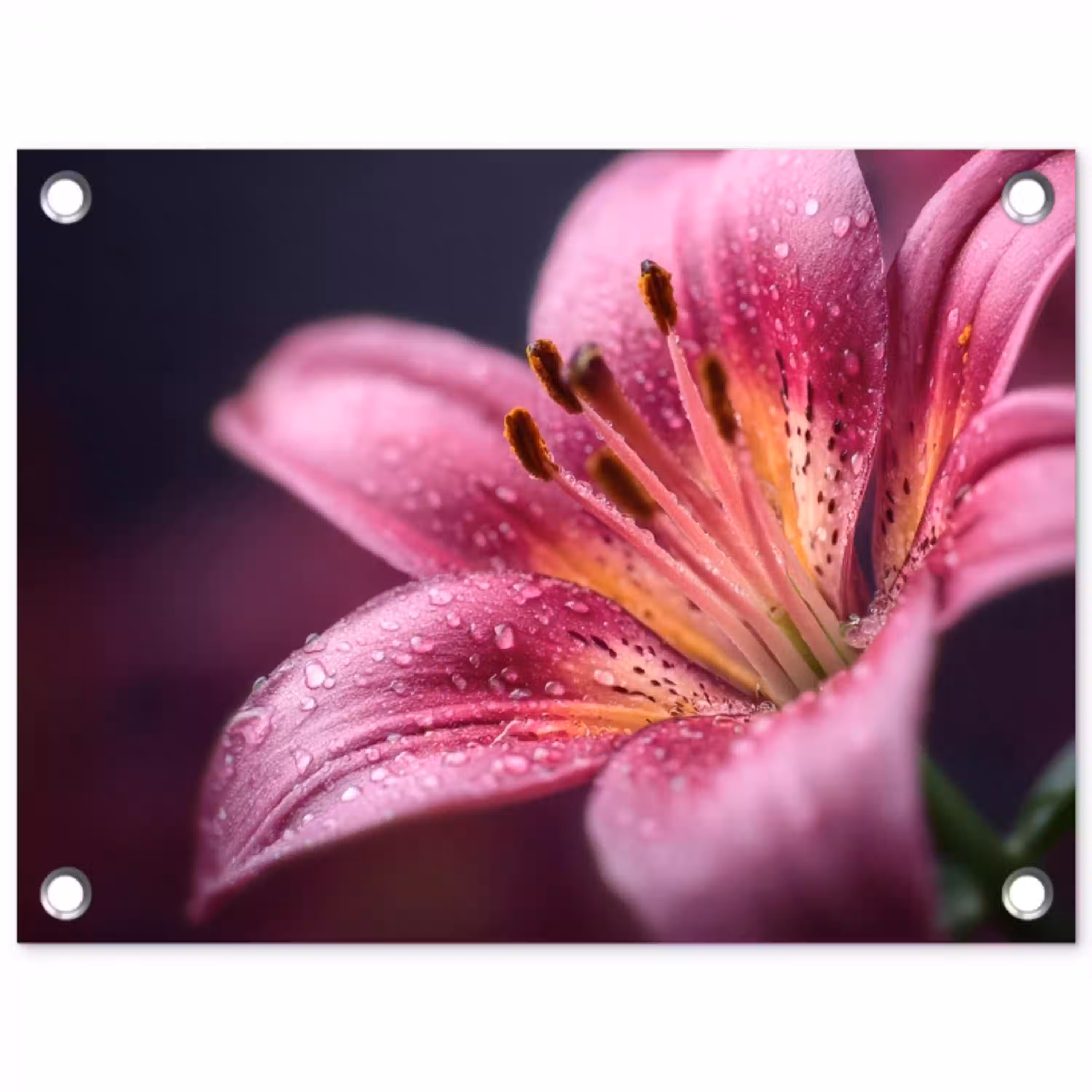 Roze - lelie - Dauwdruppels tuinposter los doek klein -3d
