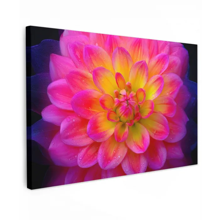 Roze - Dahlia - Kleurrijk canvas 2cm klein -z3d