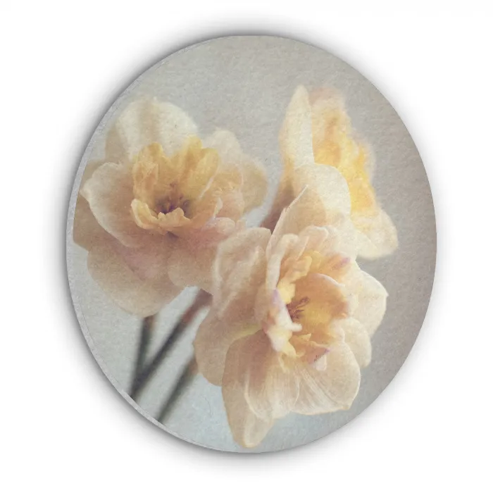 Narcissen - Geel - Bloemblaadjes Akoestische PET Vilt - Rond klein -3d