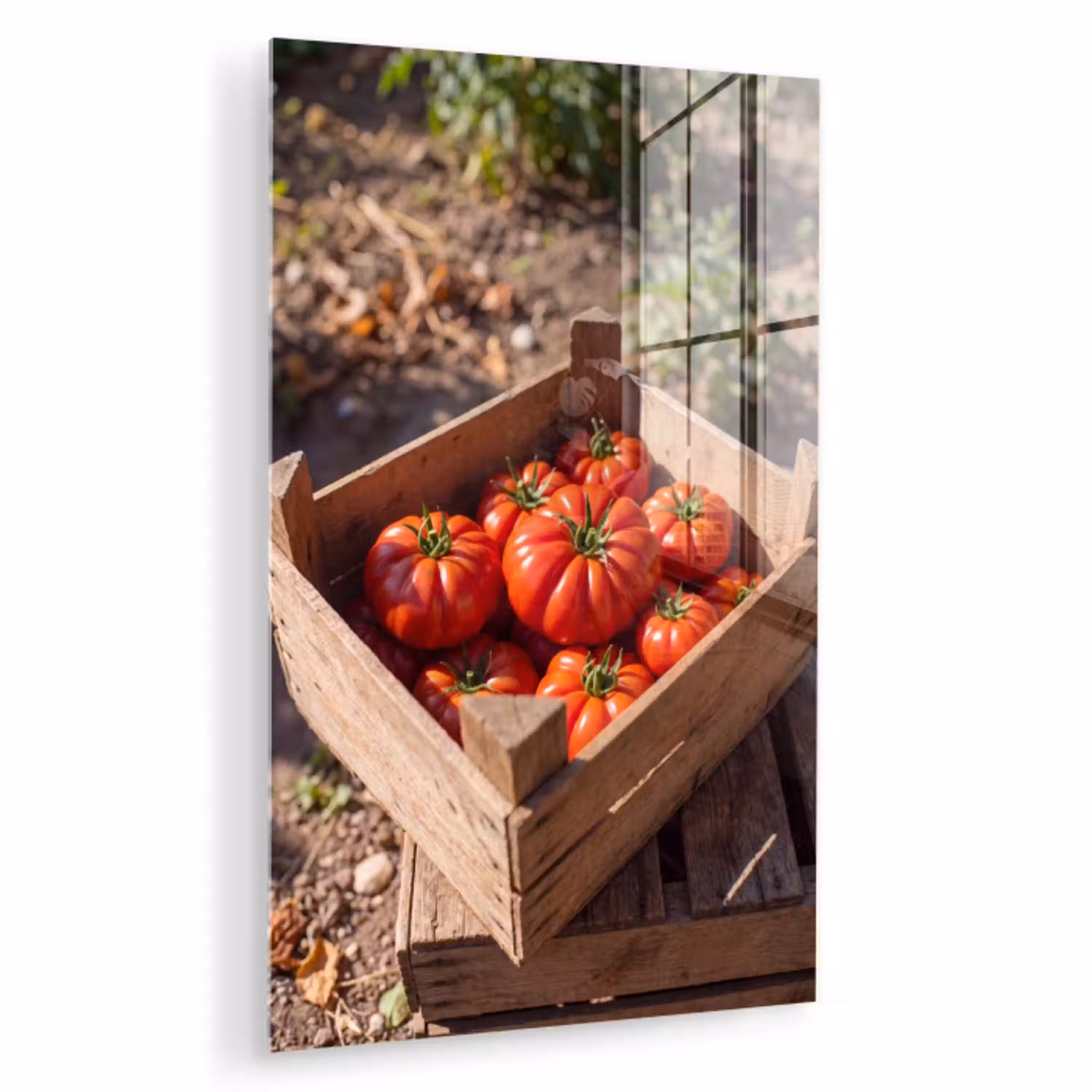 Tomaat - Houten - Kist plexiglas 5mm klein -zzzproduct_nieuw