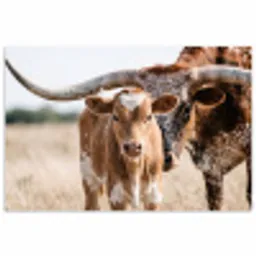 Texas Longhorn - Kalf - Weide - Dieren poster papier klein -3d