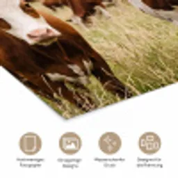 Koeien - Portret - Weide - Boerderij - Nieuwsgierig poster papier klein -tcloseup_DE