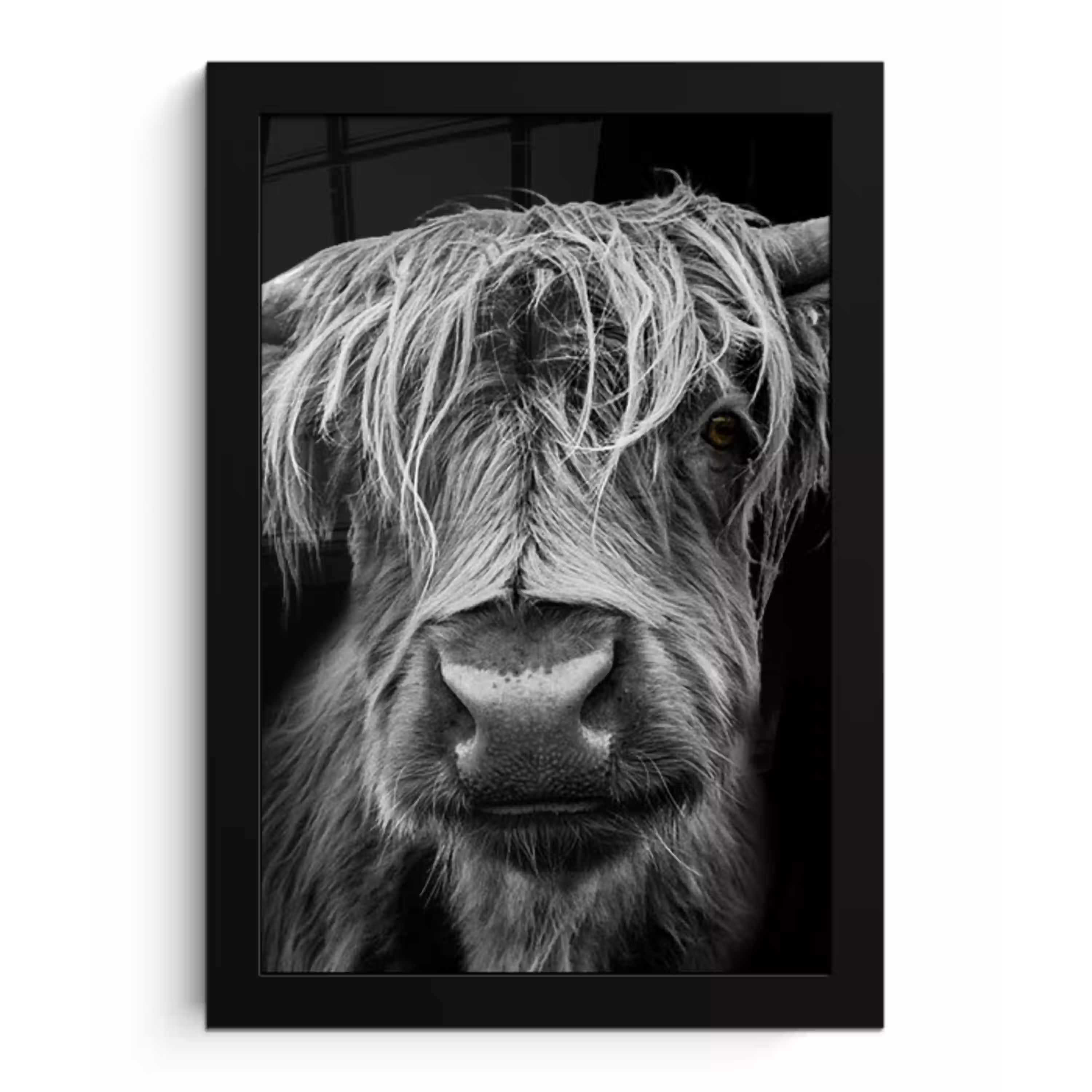 Schotse Hooglander - Horens - Zwart - Wit - Koe - Wild - Dieren fotolijst zwart zonder passe partout klein -3d