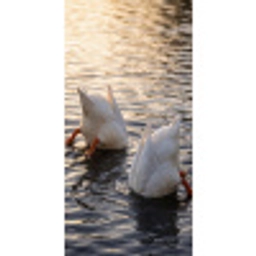 Eenden - Water - Natuur Behang Vlies klein -3d_website
