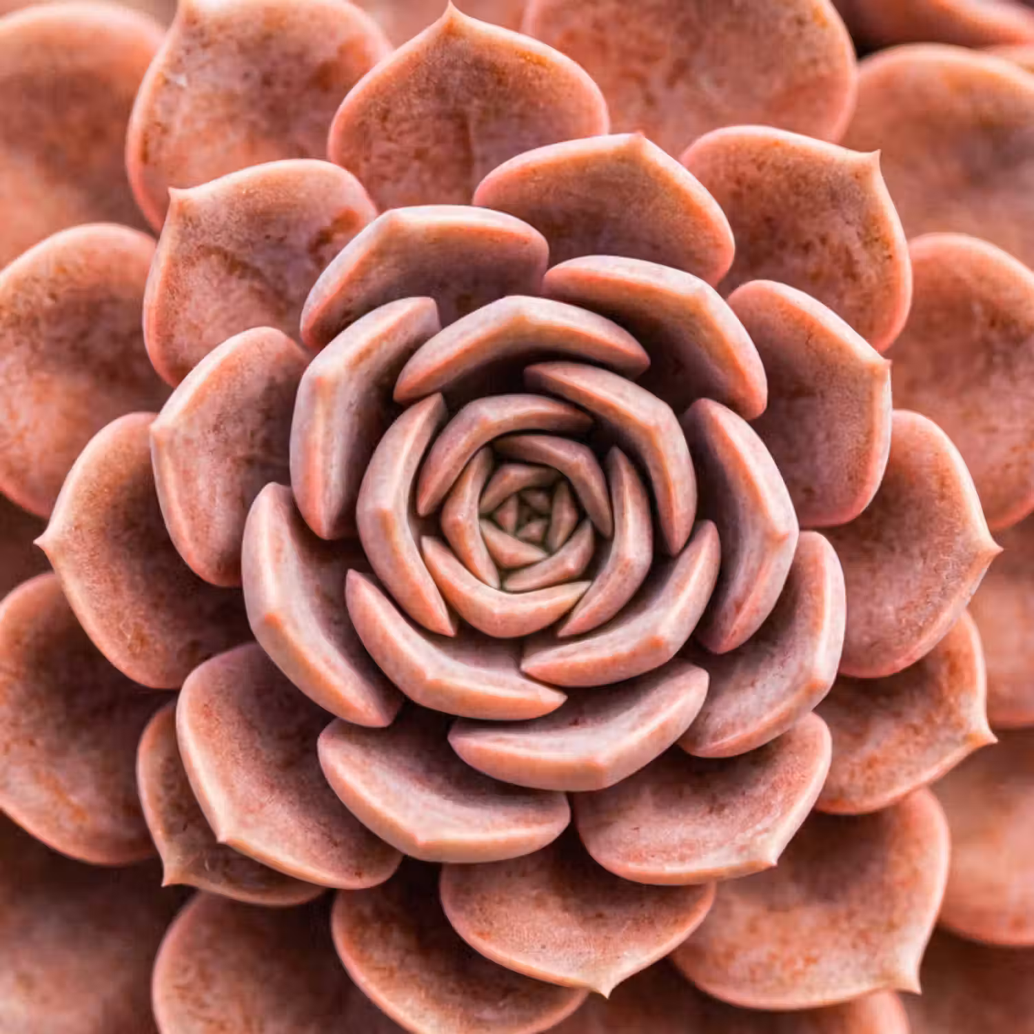 Tapete - Sukkulente - Bio - Rosa