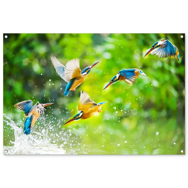 Tuinposter - IJsvogels vliegen in het water