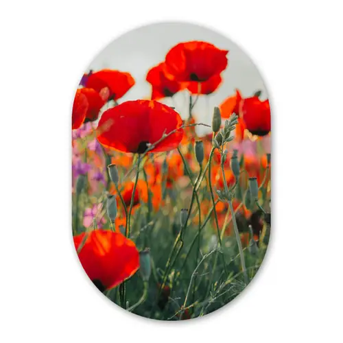 Klaproos - Bloemen - Wilde bloemen Wandcirkel Ovaal Forex klein -3d