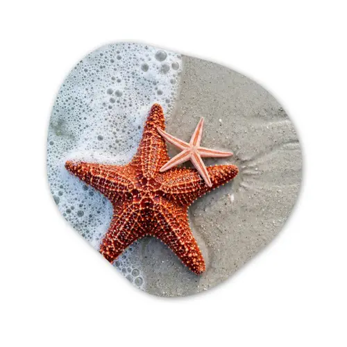 Zeester - Strand - Zee Wandcirkel Organisch Aluminium middel -3d