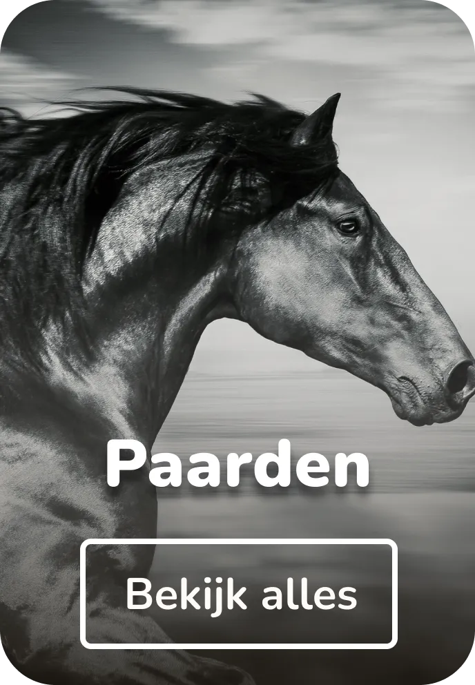 Canvas schilderijen paarden