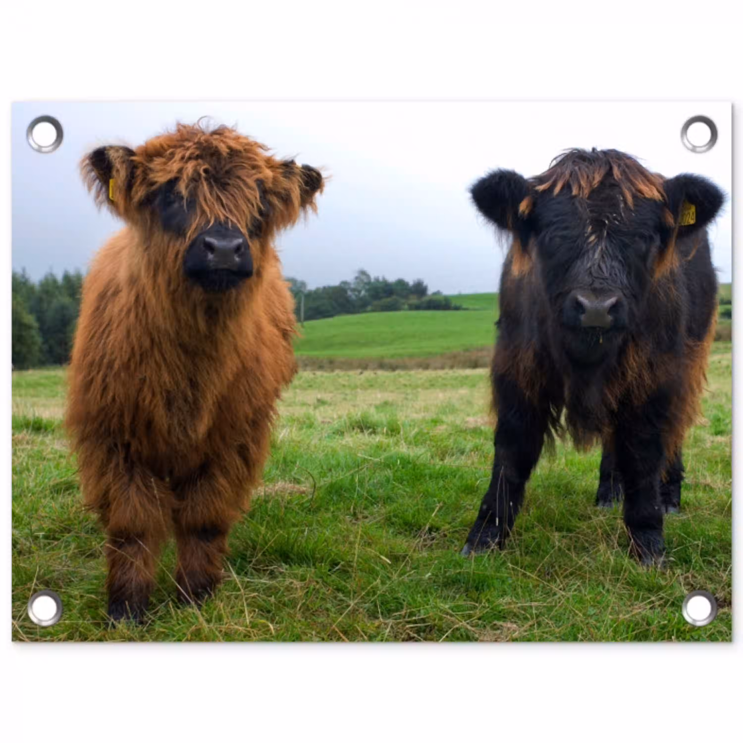 Schotse hooglander - Koeien - Natuur - Groen - Gras tuinposter los doek klein -3d