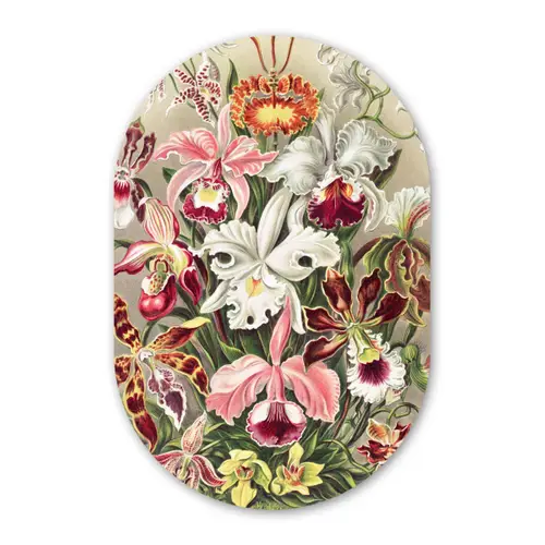 Bloemen - Ernst Haeckel - Vintage - Orchidee Wandcirkel Ovaal Forex klein -3d