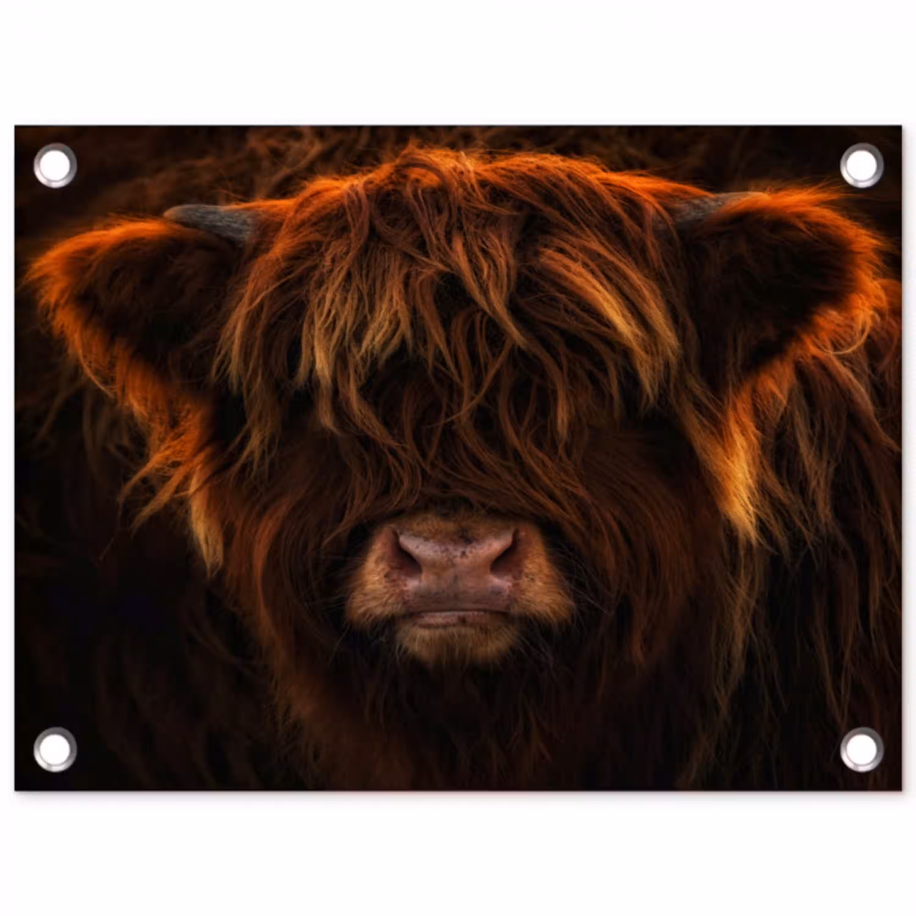 Schotse Hooglander - Koe - Portret - Dieren tuinposter los doek klein -3d