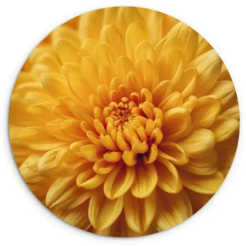 Geel - Chrysant - Zachtheid Wandcirkel kunststof plaat 5mm dik klein -3d