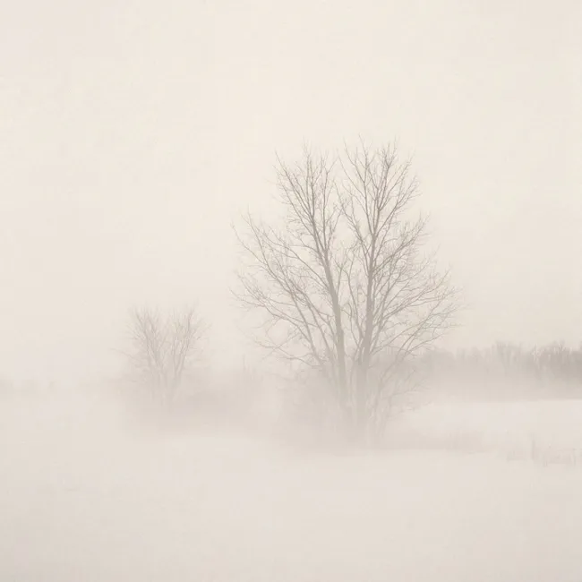 Behang - Boom - Mist - Sneeuw - Winter - Minimalistisch