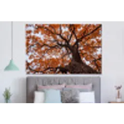 Boom - Bladerdak - Herfst - Oranje - Sfeervol forex 5mm xxl -slaapkamer