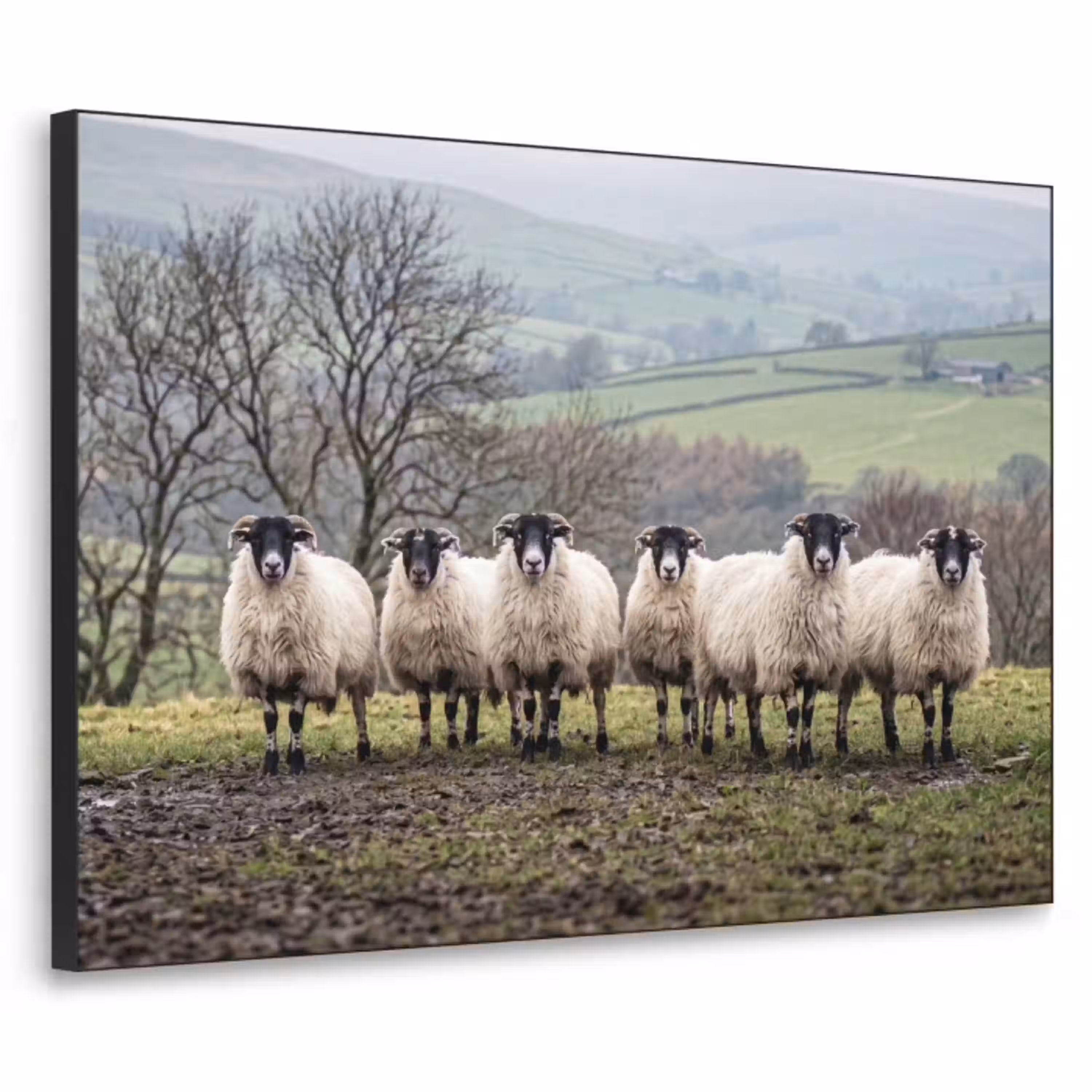 Schapen - Rij - Weide - Dieren - Platteland Textielframe zwart klein -3d