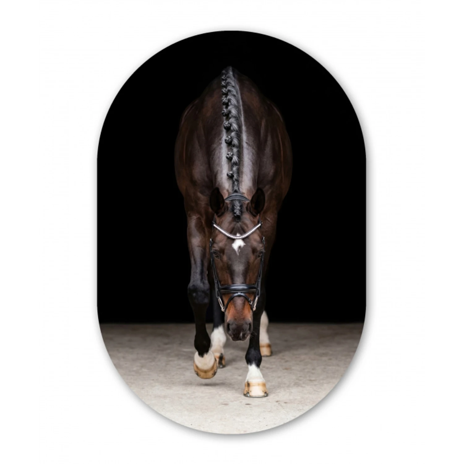 Paard - Modern - Portret Wandcirkel Ovaal Aluminium middel -3d