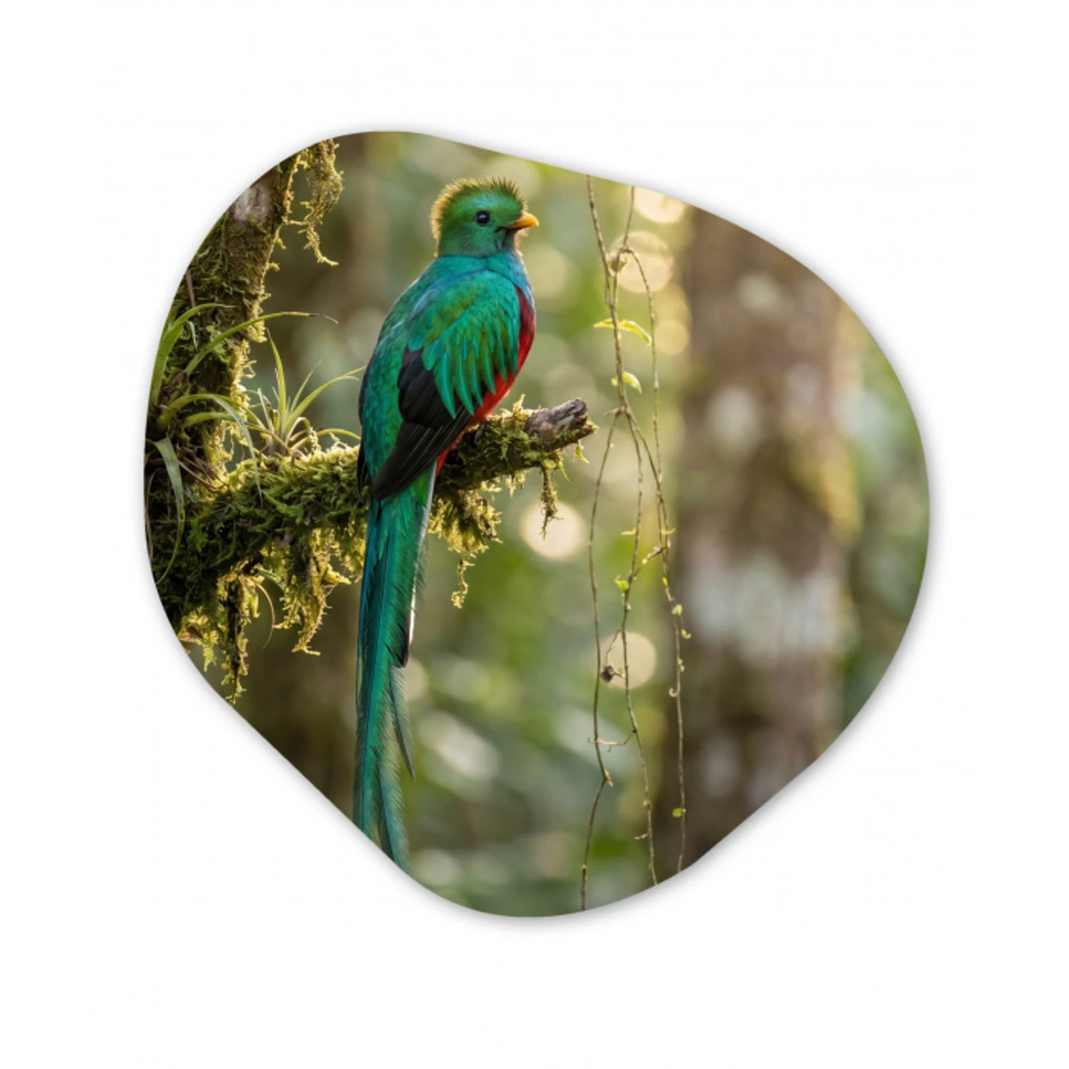 Quetzal - Jungle - Natuur - Groen Wandcirkel Organisch Forex 3mm klein -3d