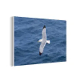 Zeemeeuw - Oceaan - Blauw forex 5mm xxl -3d