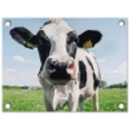 Koeien Close-up tuinposter los doek klein -3d