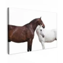 Paard - Modern - Balans Tuinposter op houten frame 2 cm dik klein -3d